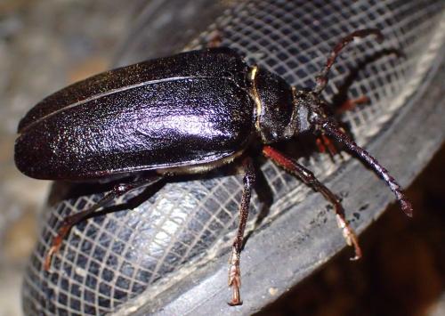 Prionus coriarius
